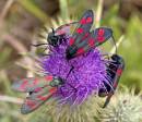 CRW_8355_Burnet_moths.jpg