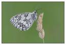 /gallery/data/514/thumbs/DSC1407_Marbled_White_Butterfly_Frame.jpg