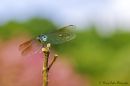 Dragonfly_with_CM_bg_Nikon_D_600_Sigma_105_2_8_DIF_FF_HH_DSC_9885-Edit.jpg