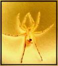 Golden_Spider_Skin.jpg