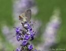 Hairstreak_Nikon_D600_Sig_105_2_8_macro_ff_DSC_9614-Edit.jpg