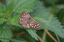 Speckled_Wood_3175s.jpg