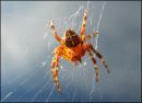 /gallery/data/514/thumbs/Spider_Web_on_Glass.jpg
