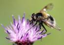 beethistle8x6.jpg