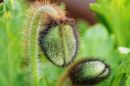 close_up_flower_audley_end_hse.jpg