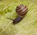 humbug-snail.jpg