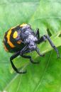 two_banded_longhorn_beetle.png