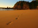 /gallery/data/521/thumbs/day_91_footprints_in_the_sand_R.jpg
