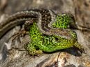 Sand_Lizard_Male.JPG