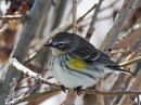 Yellow-rumped_Warbler_Female.jpg