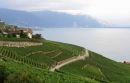 002_GRAPE_FIELDS_BELOW_GUYERE_PERF_CLEAR_FIX_NOISE.jpg