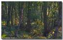 191007blackfirs499_copy.jpg