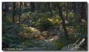 191007blackfirs511_copy.jpg