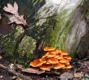 2011_01_11_00118_hanchurchwood_01.jpg