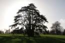 20d_leeds_castle_071206_174.jpg