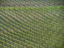 252_Balhanna_vineyards.JPG