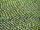 253_Balhanna_vineyards.JPG