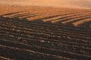29_May_2009_Ploughed_Field_-_no_grass.jpg