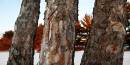 3-trees.jpg