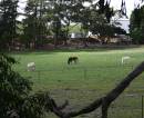 3horses_a.jpg
