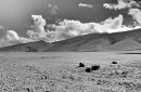 6064055471_0cf66caa99_b.jpg