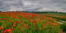 60_acres_of_poppies.jpg