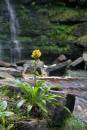 6BK0138_flower_and_water_flow.jpg