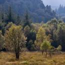 6BK0792_backlit_woods_glendalough.jpg