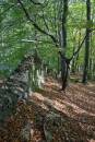 6BK1058_wall_in_the_wood.jpg