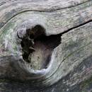 6BK1381_derwentwater_driftwood.jpg