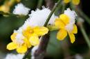 6BK2019_winter_jasmine.jpg