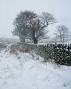 6BK2088_seeking_shelter_woodhead.jpg