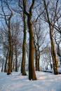 6BK2110_winter_beechwood.jpg