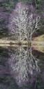 6BK2203_reflected_birch_glen_coe_lochan.jpg