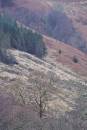 6BK2262_highland_hillside.jpg