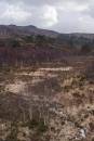 6BK2447_glen_torridon_patchwork_woods.jpg