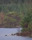 6BK2463_caledonian_colour_loch_maree.jpg
