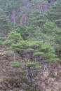 6BK2598ancient_woodland_3.jpg