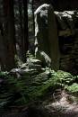 6BK3086_lightshaft_langsett_woods.jpg