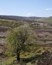 6BK3099_hawthorn_and_bilberry_cut_gate.jpg