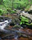 6BK3419-2_padley_gorge_in_summer.jpg