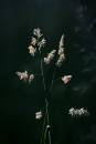 6BK3560_summer_grasses.jpg