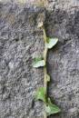 6BK3983_ivy_shoot.jpg