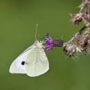 6BK4001_butterfly_on_thistle.jpg