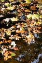 6BK5276_autumn_colours.jpg