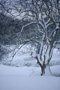 6BK5343_snow_tree.jpg