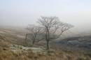 6BK5805_fog_and_frost_woodhead.jpg