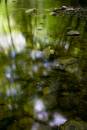 6BK7805-3_rocks_and_green_reflections.jpg