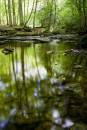 6BK7805_beeches_green.jpg