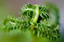 6BK7833_fern_leaf_curl.jpg